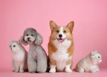 알마티시, 반려동물 관리 규정 개정