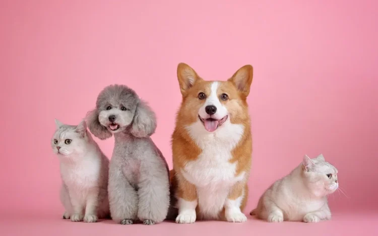 알마티시, 반려동물 관리 규정 개정