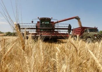 카자흐스탄, 밀 경작지 축소에도 밀가루·빵 공급 안정 유지