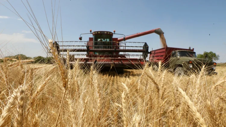 카자흐스탄, 밀 경작지 축소에도 밀가루·빵 공급 안정 유지