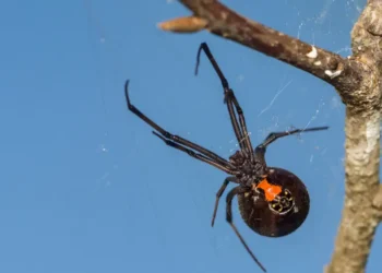 카자흐스탄에서 독거미 카라쿠르트 출현… 주민 피해 속출