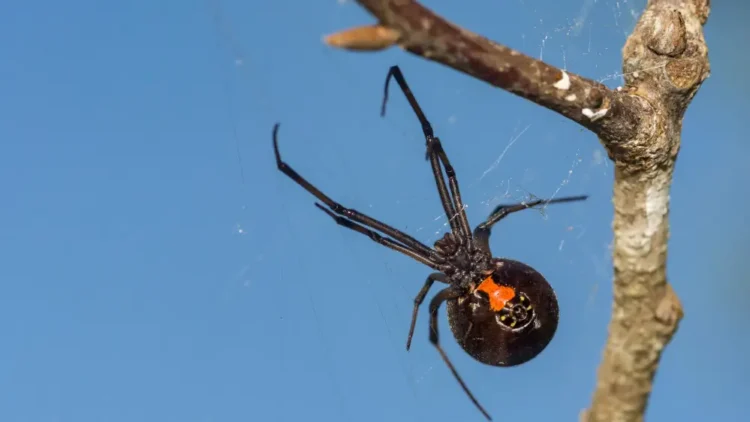 카자흐스탄에서 독거미 카라쿠르트 출현… 주민 피해 속출