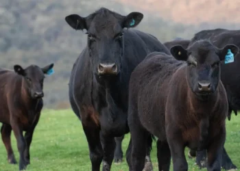카자흐스탄 육류 가격 상승세 지속… 공급 구조와 정책 변화가 주요 요인
