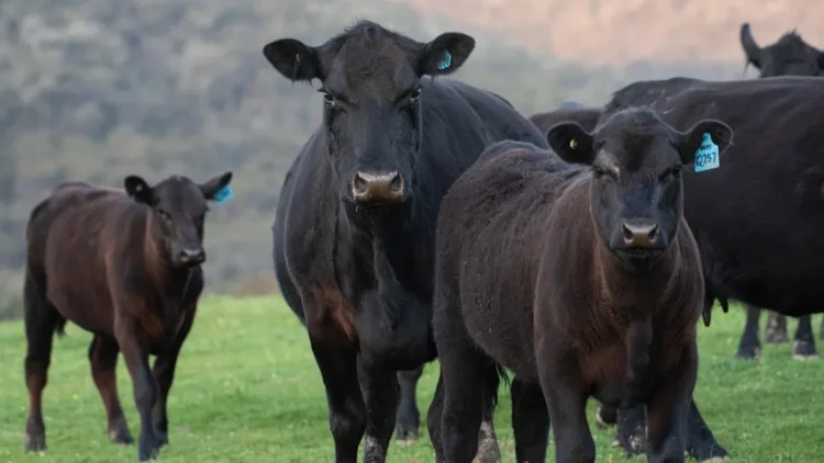 카자흐스탄 육류 가격 상승세 지속… 공급 구조와 정책 변화가 주요 요인