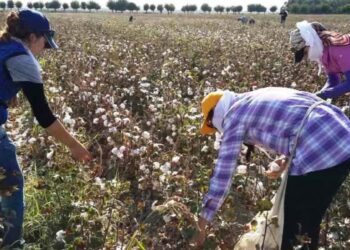 중앙아시아, 면화 수확 동원 논란…공무원·학생까지 강제 동원 사례 잇따라