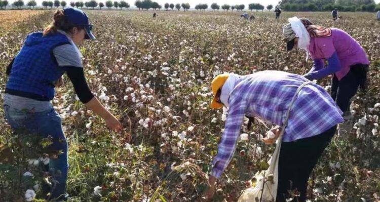 중앙아시아, 면화 수확 동원 논란…공무원·학생까지 강제 동원 사례 잇따라
