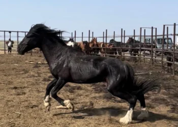 [칼럼] 말(馬)의 해, 카자흐 민족에게 말이 지닌 깊은 가치