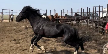 [칼럼] 말(馬)의 해, 카자흐 민족에게 말이 지닌 깊은 가치