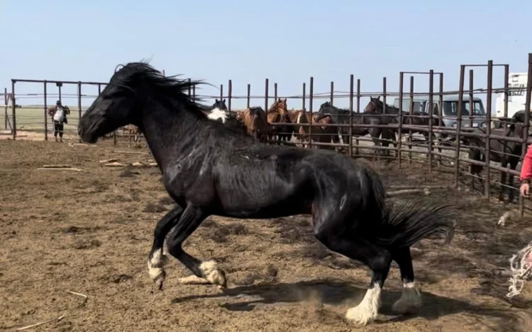 [칼럼] 말(馬)의 해, 카자흐 민족에게 말이 지닌 깊은 가치