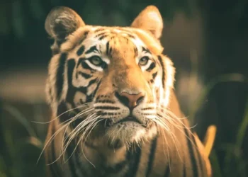 카자흐스탄, 호랑이 개체수 50마리까지 확대 계획