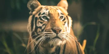 카자흐스탄, 호랑이 개체수 50마리까지 확대 계획