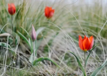 카자흐스탄, 봄철 희귀 식물 무단 채취 시 최대 1,295만 텡게 벌금 부과