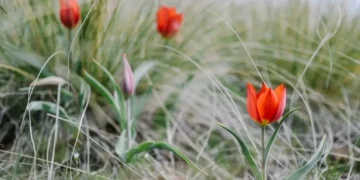 카자흐스탄, 봄철 희귀 식물 무단 채취 시 최대 1,295만 텡게 벌금 부과