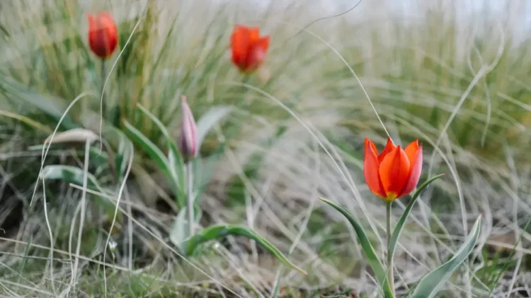 카자흐스탄, 봄철 희귀 식물 무단 채취 시 최대 1,295만 텡게 벌금 부과