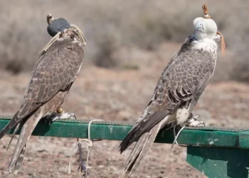 칭기즈칸의 전설과 신비로운 자연 경관… 알틴에멜 국립공원의 숨겨진 매력