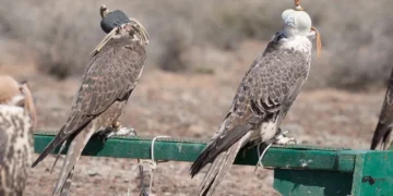 칭기즈칸의 전설과 신비로운 자연 경관… 알틴에멜 국립공원의 숨겨진 매력