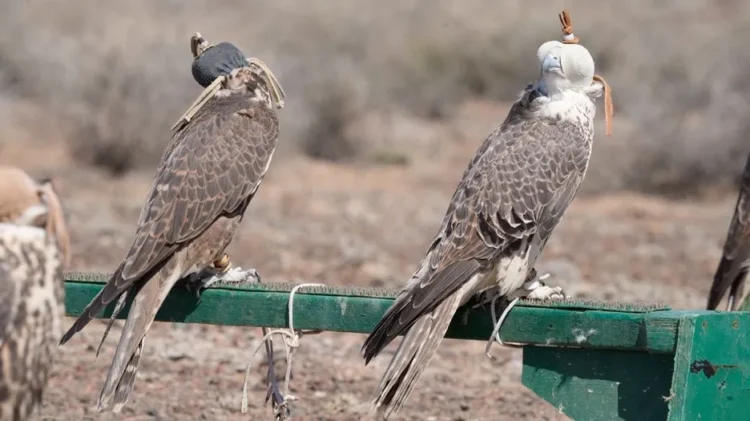칭기즈칸의 전설과 신비로운 자연 경관… 알틴에멜 국립공원의 숨겨진 매력