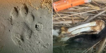 암컷 호랑이 ‘우미트’, 야생 첫 사냥 성공
